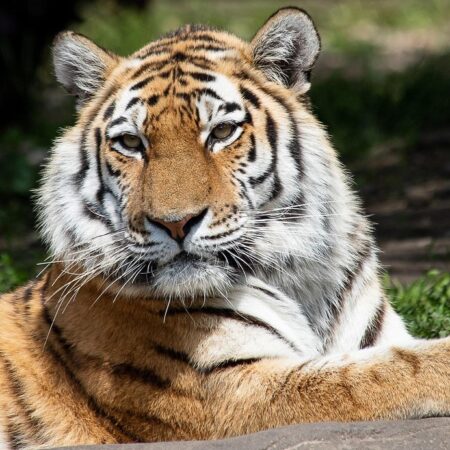 Lisbon Zoo