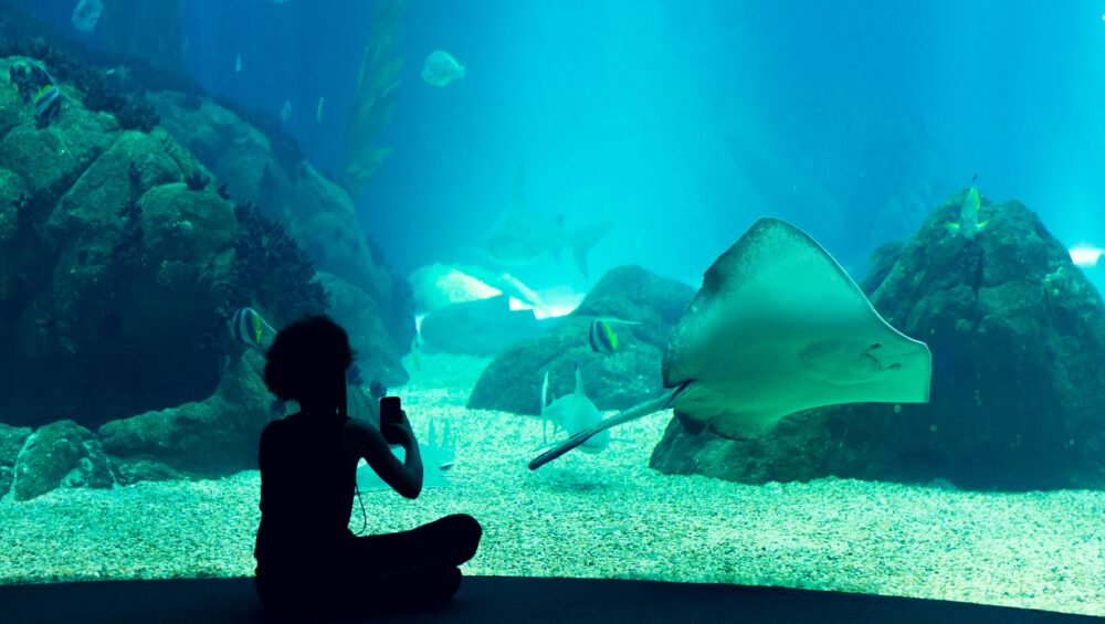 Lisbon Oceanarium