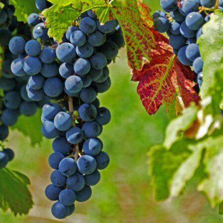 Wineries Around Lisbon